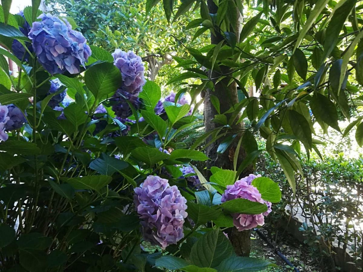 Il Giardino Degli Agrumi Касерта Екстериор снимка